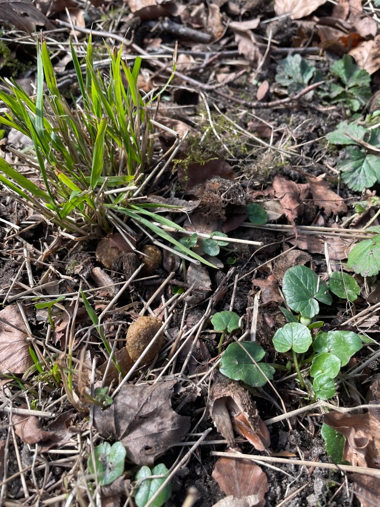 Giftköder-Versteckte Leckerlies/Trockenfutter-Profilbild