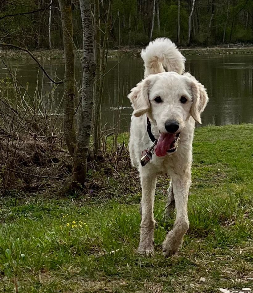 Hundetreffen-Gassi/ Spieletreff-Profilbild