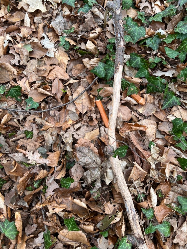 Giftköder-Würstchen mit Blut daran-Profilbild