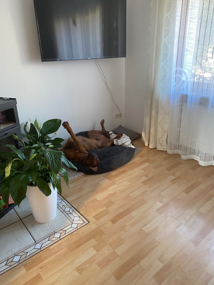 Hundetreffen-Rhodesian spielt gerne-Profilbild