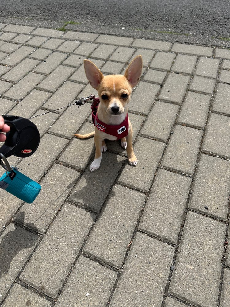 Hundetreffen-Treffen auf der Welpenwiese in Eschborn kleine Hunde-Profilbild
