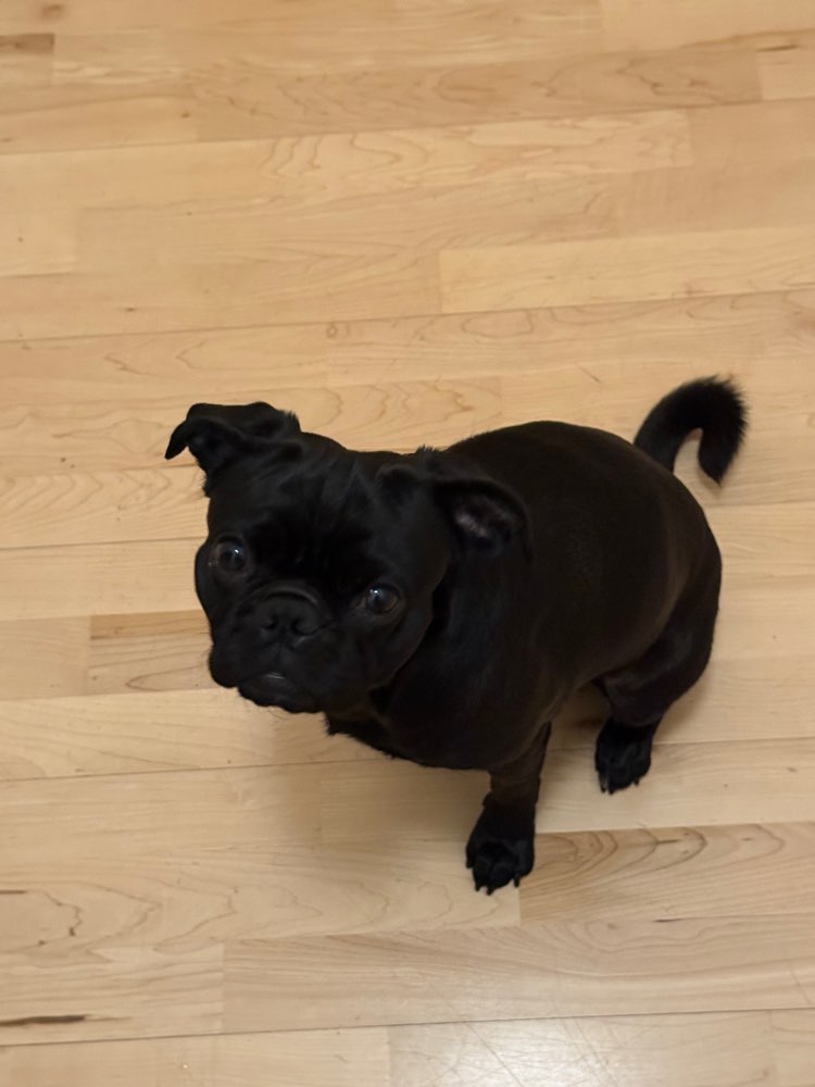 Hundetreffen-Spielpartner (Mops) gesucht-Profilbild