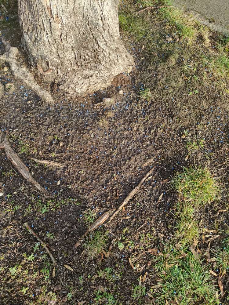 Giftköder-Schneckenkorn-Profilbild