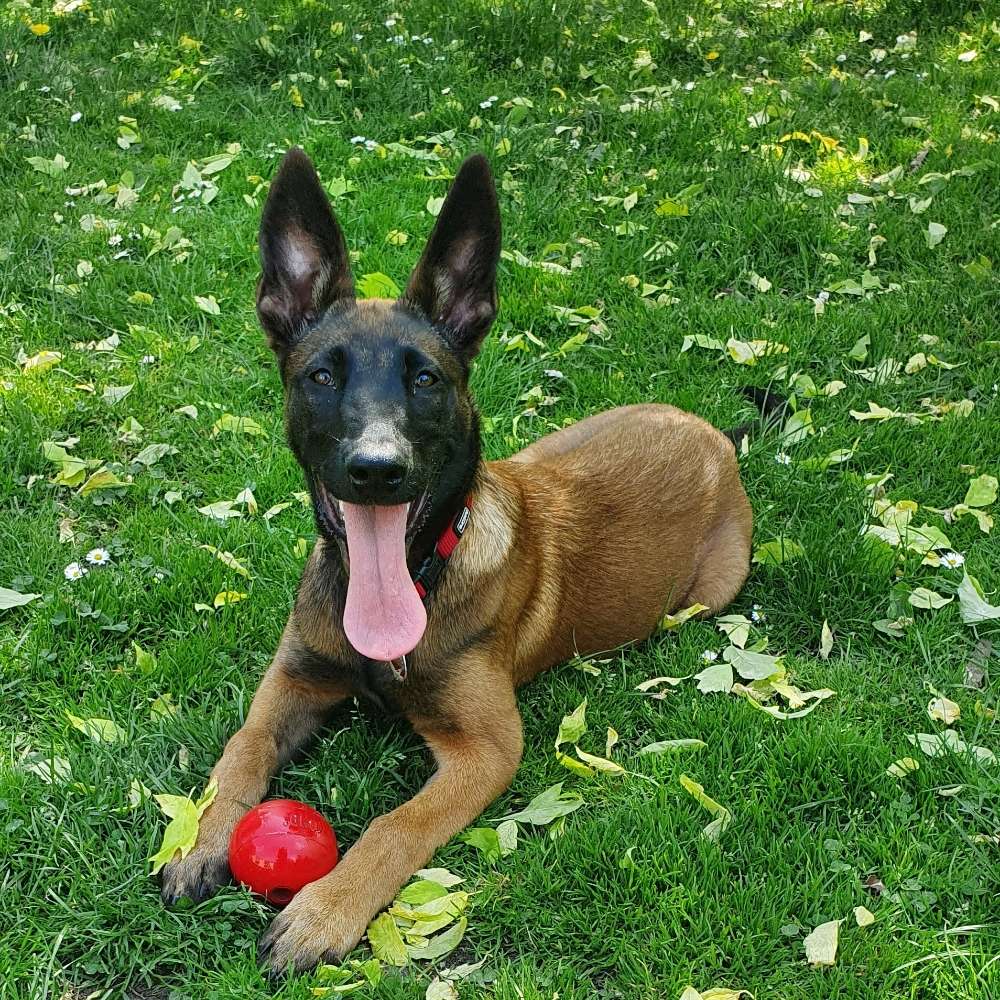 Hundetreffen-Training mit dem Hund-Profilbild
