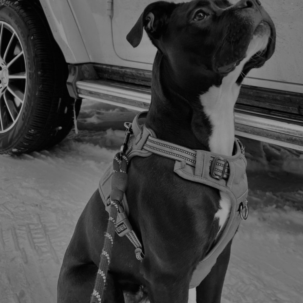 Hundetreffen-Suchen Spielgefährten und Trainingspartner-Profilbild