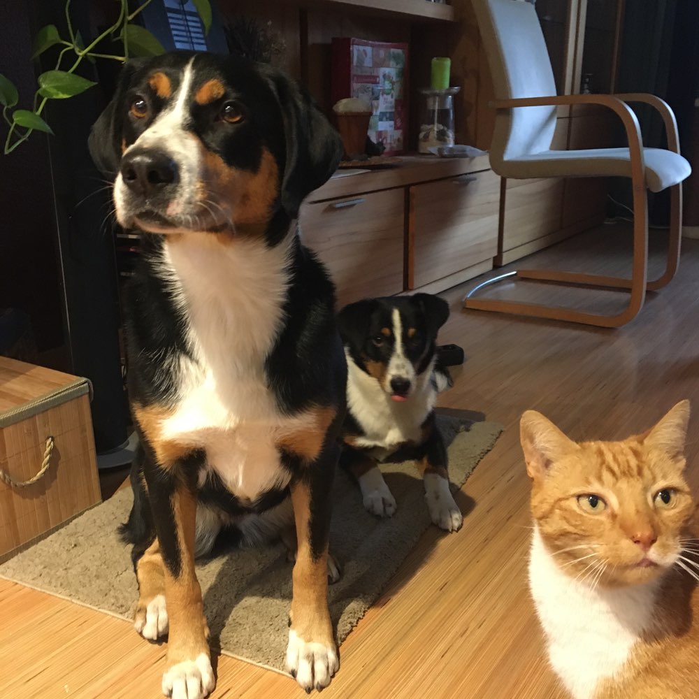 Hundetreffen-Hunde Treff-Profilbild