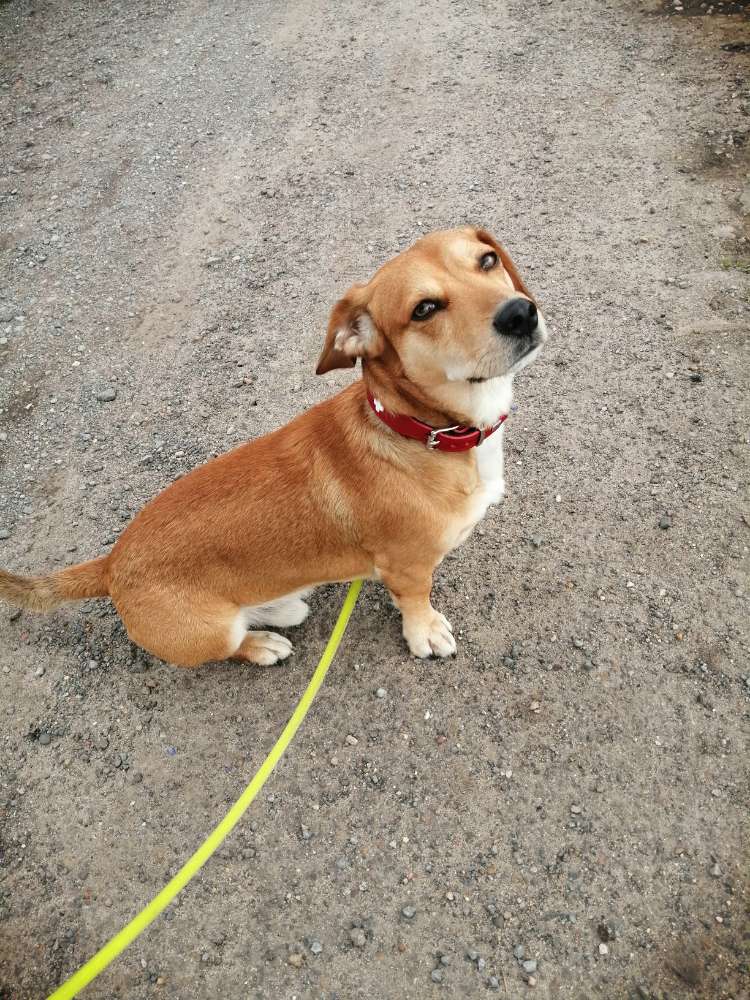 Hundetreffen-Zusammen Gassigehen-Profilbild