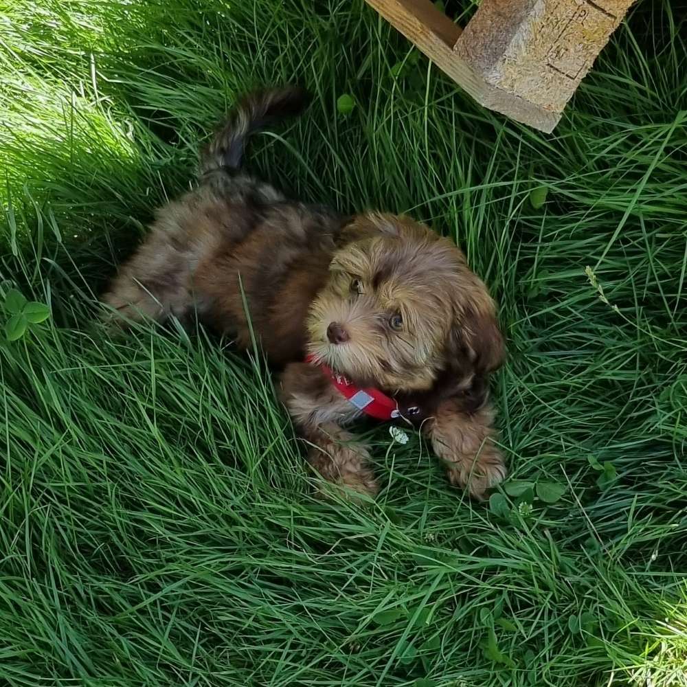 Hundetreffen-Spielkameraden gesucht :)-Profilbild