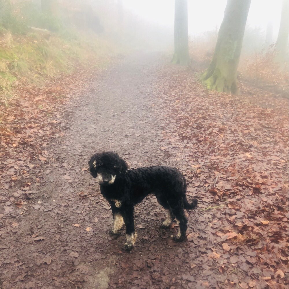 Hundetreffen-Junghundtreffen in den Wäldern von Langenberg-Profilbild