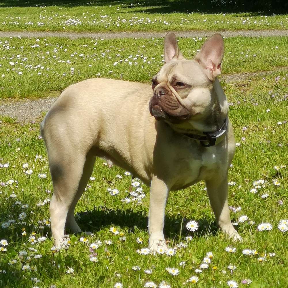 Hundetreffen-Spielkameraden gesucht-Profilbild