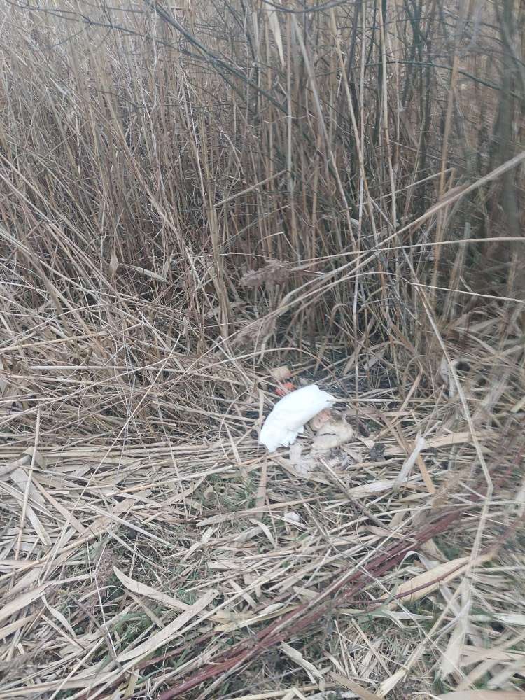 Giftköder-Giftköder-Profilbild