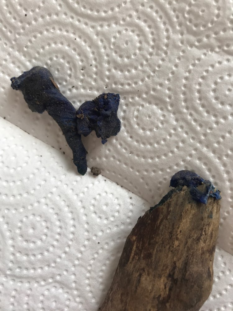 Giftköder-Giftköder-Profilbild