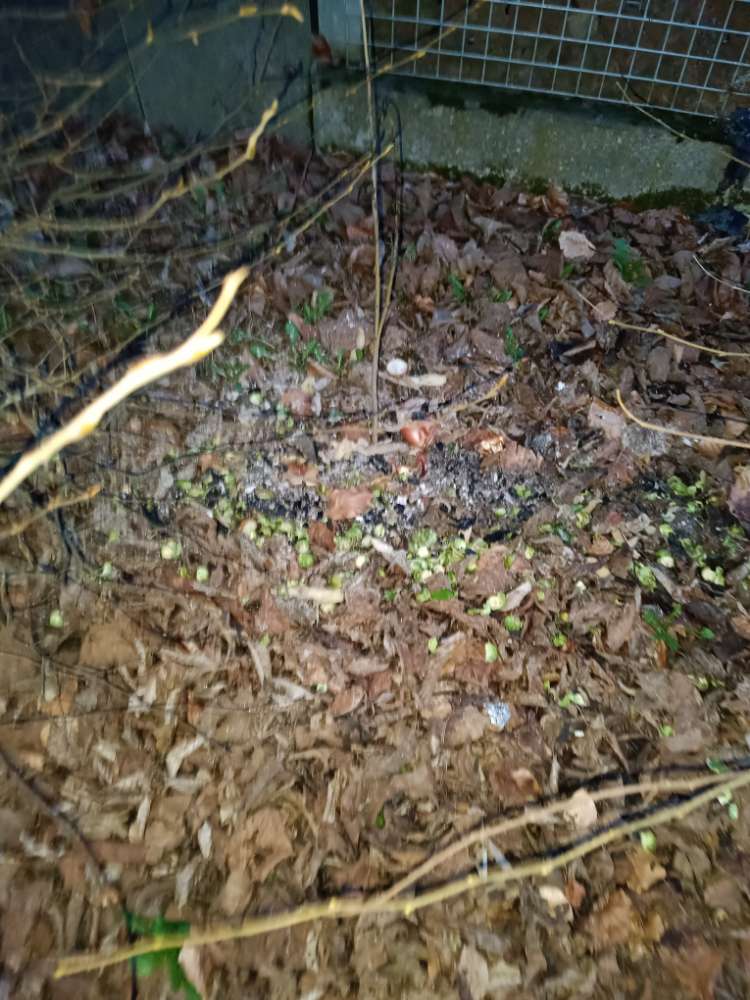 Giftköder-Giftköder-Profilbild