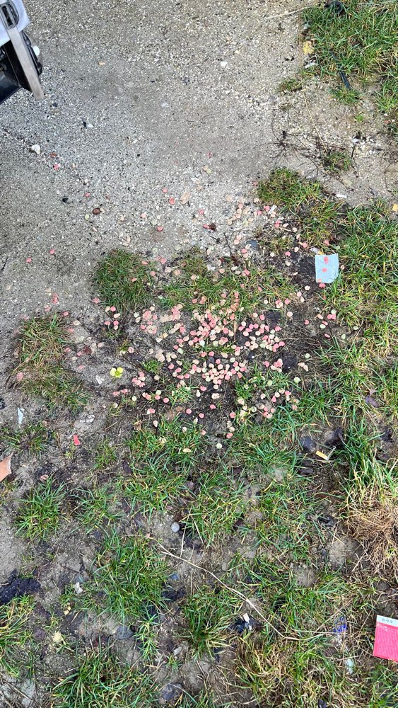 Giftköder-Ausgelegte Leckerlis-Profilbild