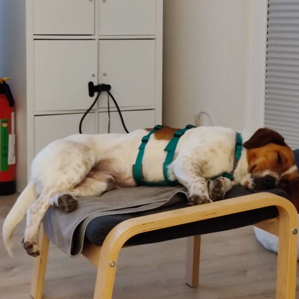 Hundetreffen-Social Walks in Troisdorf & Umgebung-Profilbild