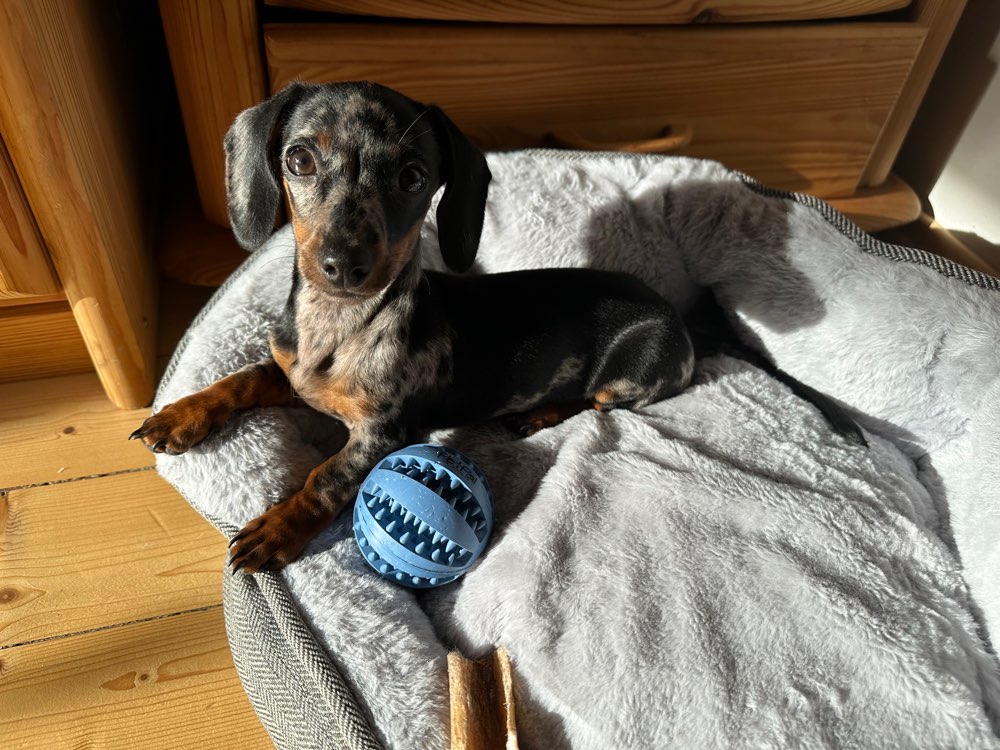 Hundetreffen-Welpentreff für kleine Spaziergänge und Spielen-Profilbild