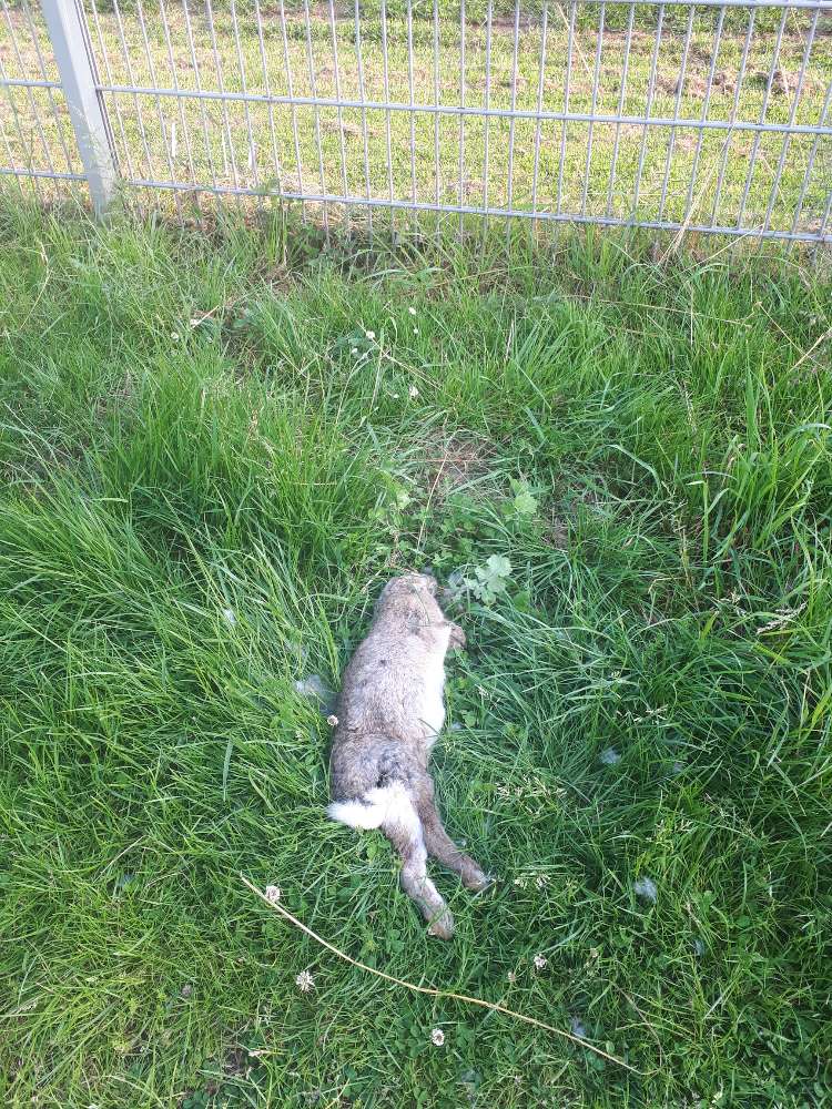 Giftköder-Hasenkadaver-Profilbild