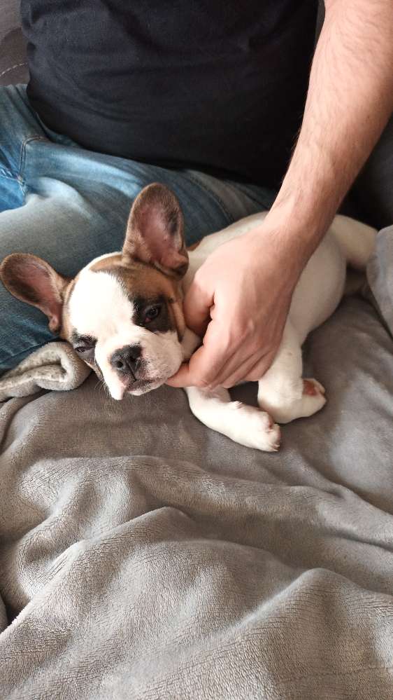 Hundetreffen-Welpen treffen-Profilbild