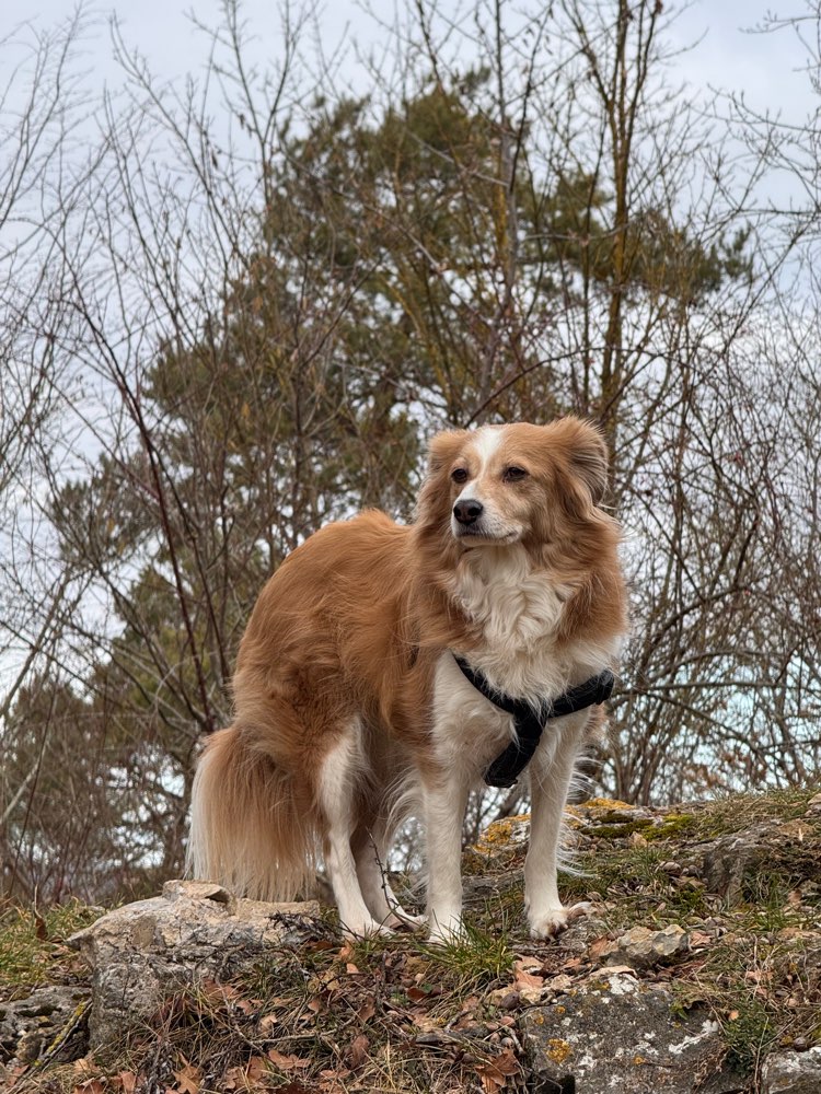 Hundetreffen-Hundeplatz Lachen Speyerdorf-Profilbild