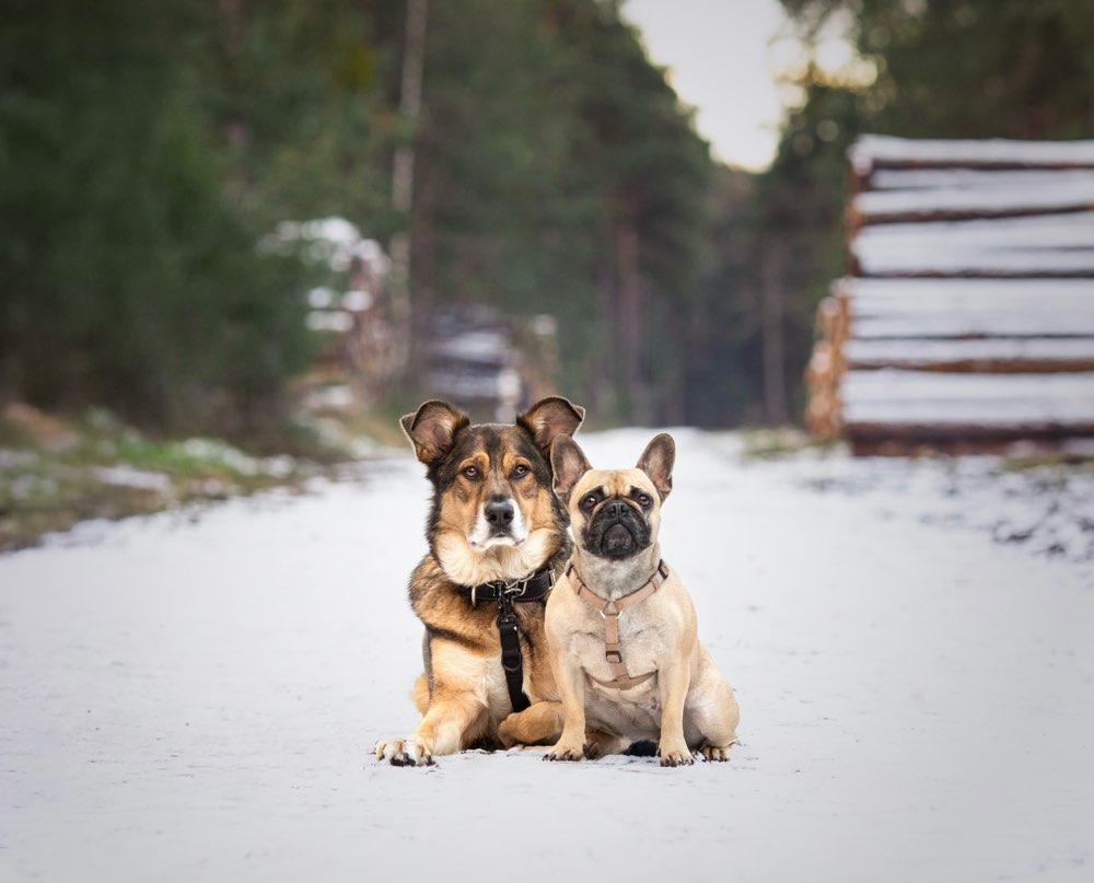 Hundetreffen-Fotoshooting mit deinem Liebling 🐶❤️-Profilbild