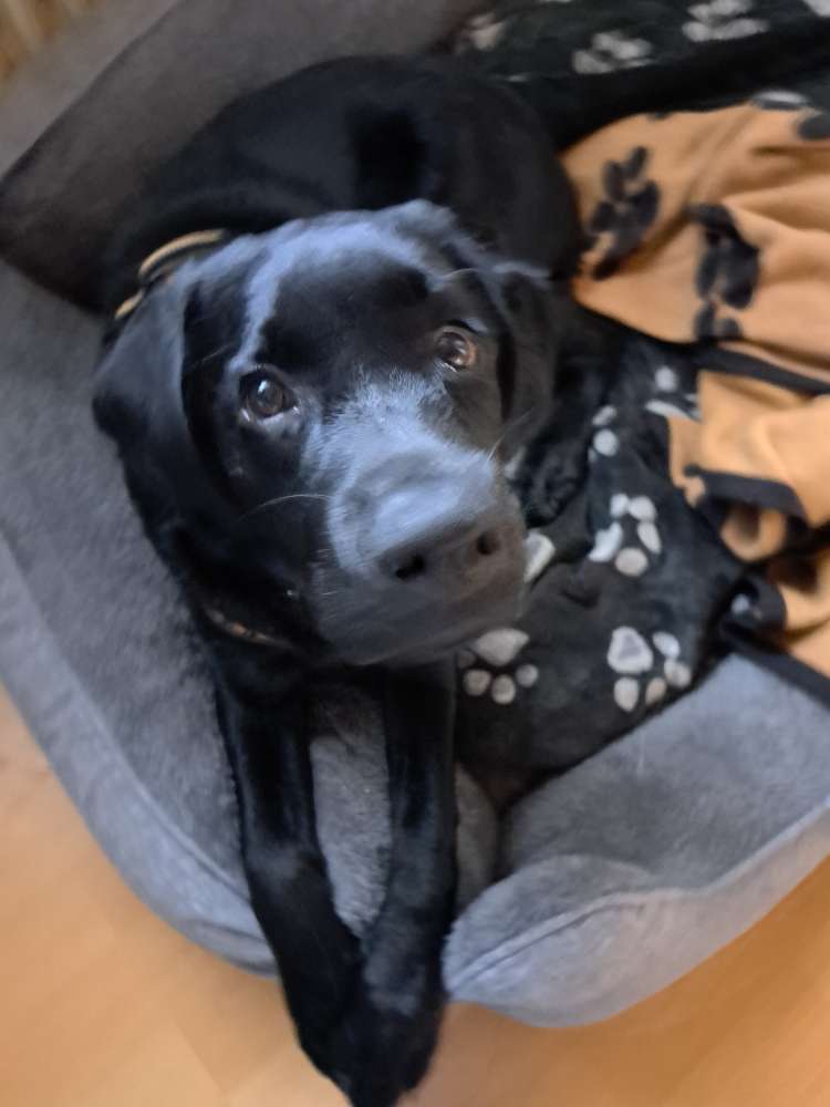 Hundetreffen-Spielen und treffen-Profilbild