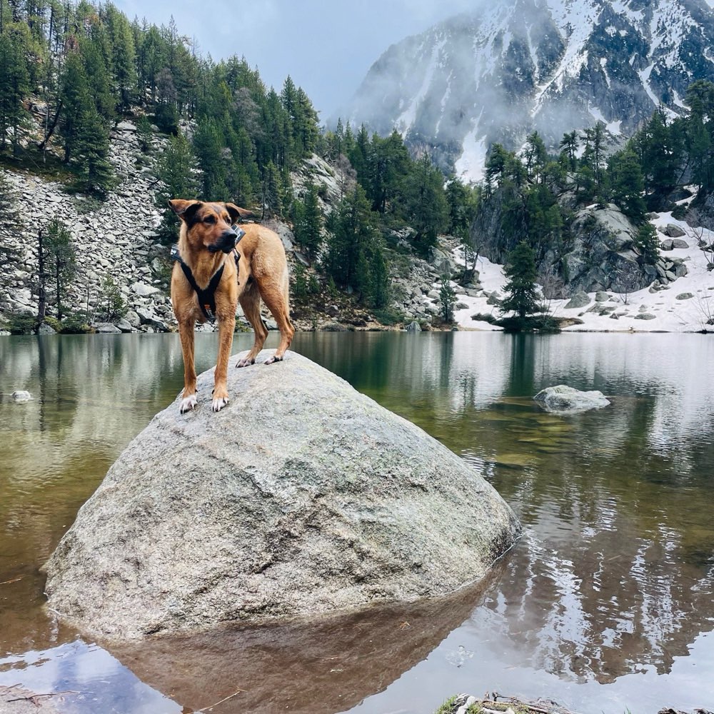 Hundetreffen-Trainingspartner für Begegnungstraining an der Leine-Profilbild