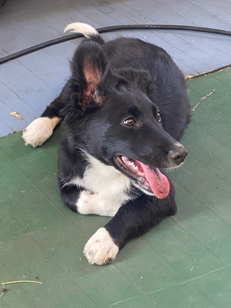 Hundetreffen-Junghunde treffen spazieren gehen in Oberlenningen-Profilbild