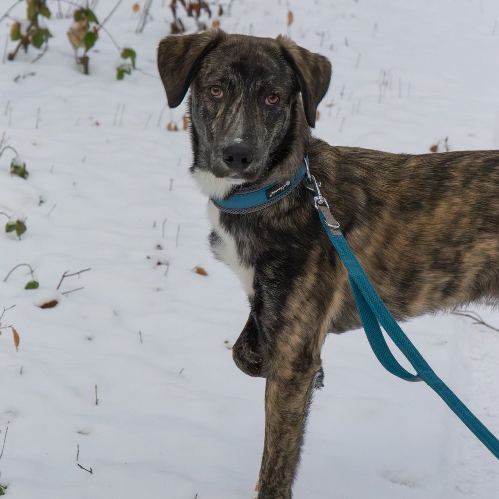 Hundetreffen-Gassi und Spielrunden in Wismar-Profilbild