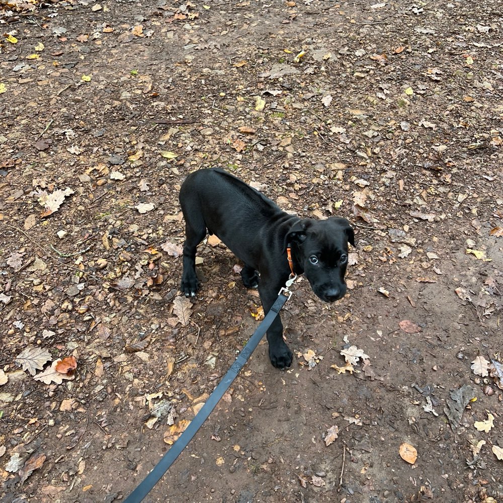 Hundetreffen-Gassi gehen in Hünfelden-Profilbild