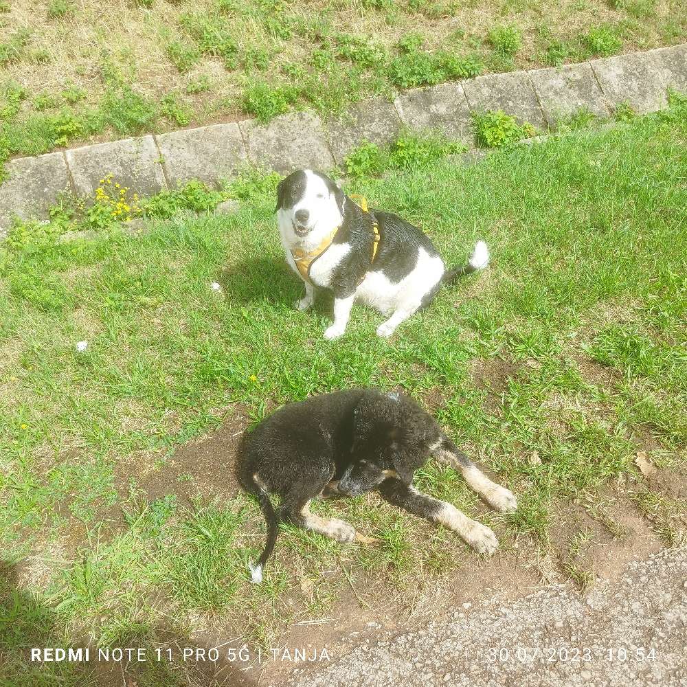 Hundetreffen-Welpen treffen-Profilbild