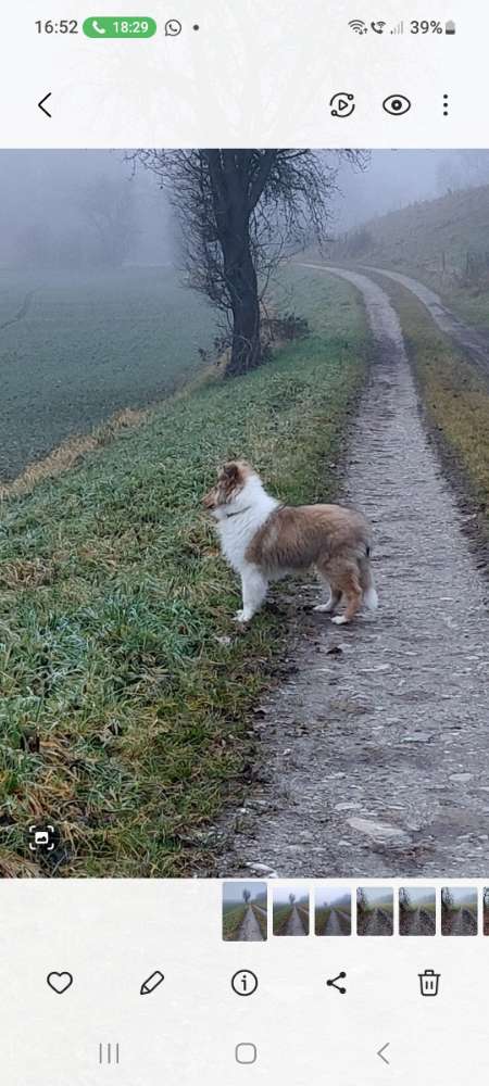 Hundetreffen-Collie Treffen-Profilbild