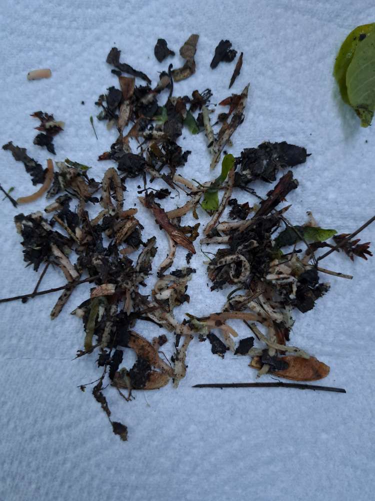 Giftköder-Fleischwurst-Profilbild