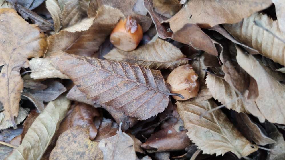 Giftköder-Würste im Wald vor dem Porsche Gelände-Profilbild