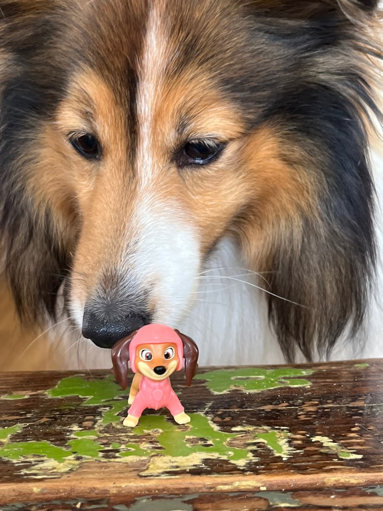 Hundetreffen-Gassitreff-Profilbild