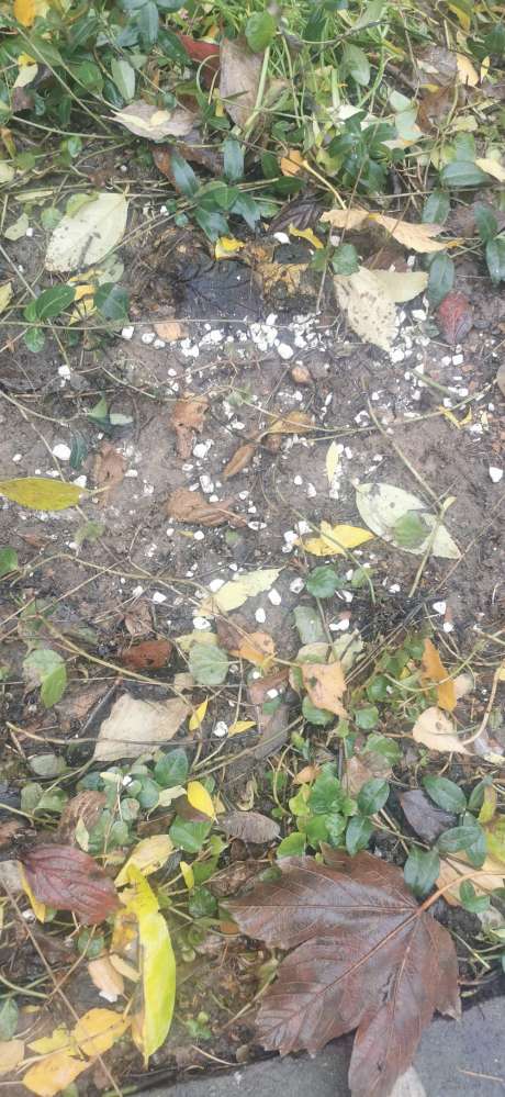 Giftköder-Weiße Körner (Rattengift?) Gefunden-Profilbild