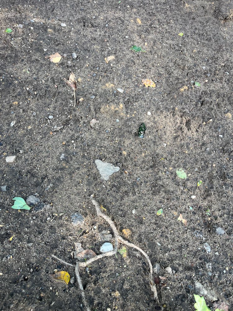 Giftköder-Glasscherben in Erdhügel-Profilbild