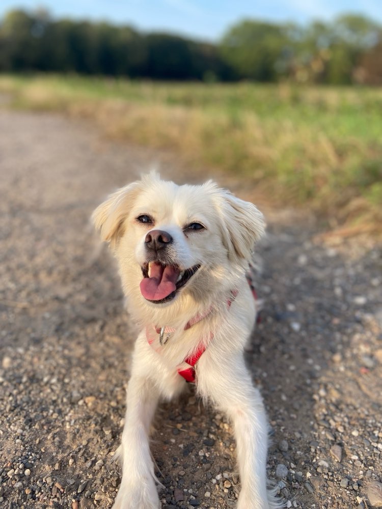 Hundetreffen-Hunde - Sozialkontakte-Profilbild