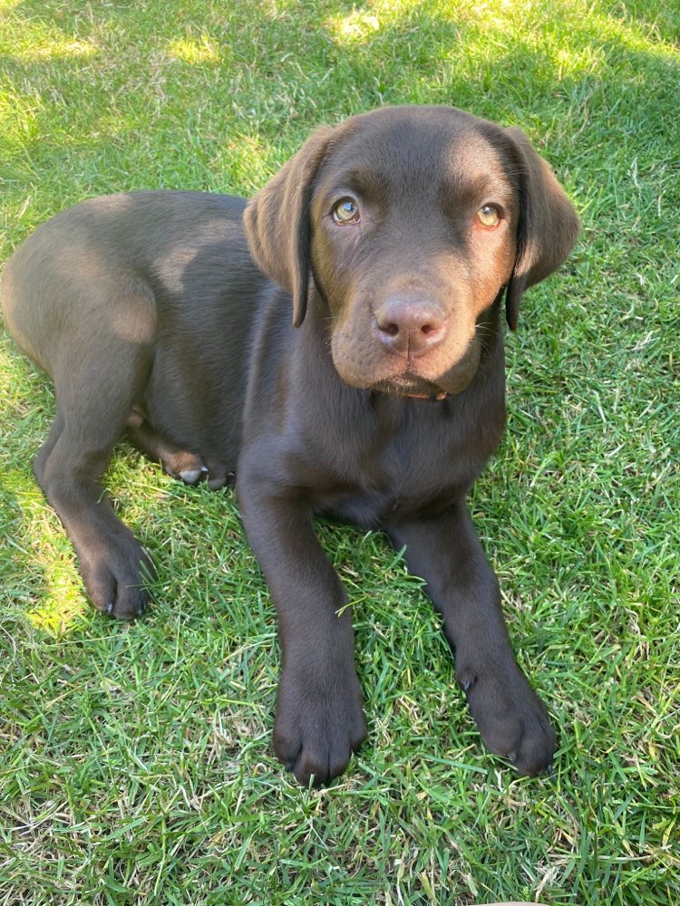 Hundetreffen-Welpentreff / Welpenspielstunde-Profilbild