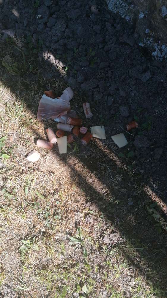 Giftköder-Wurst- und Käsestücke-Profilbild