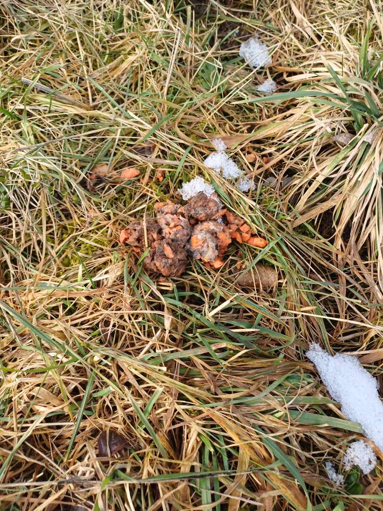 Giftköder-Eventueller Giftköder-Profilbild