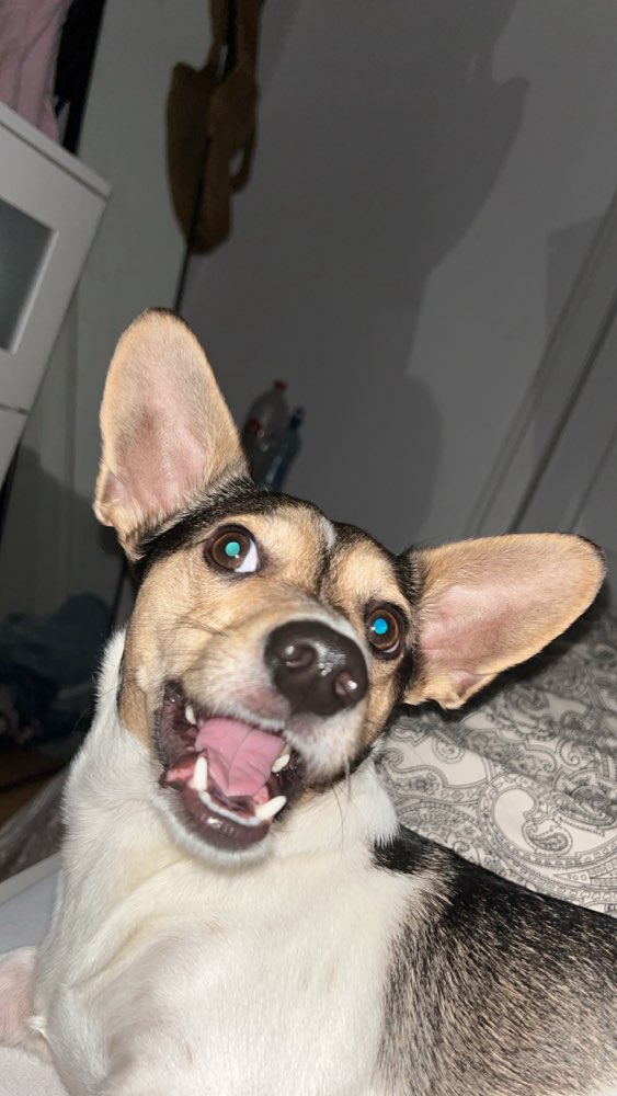 Hundetreffen-Spielen und Gassi gehen-Profilbild