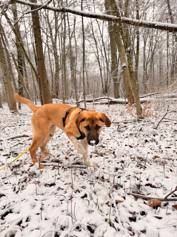 Hundetreffen-Gassi und spielrunde-Profilbild