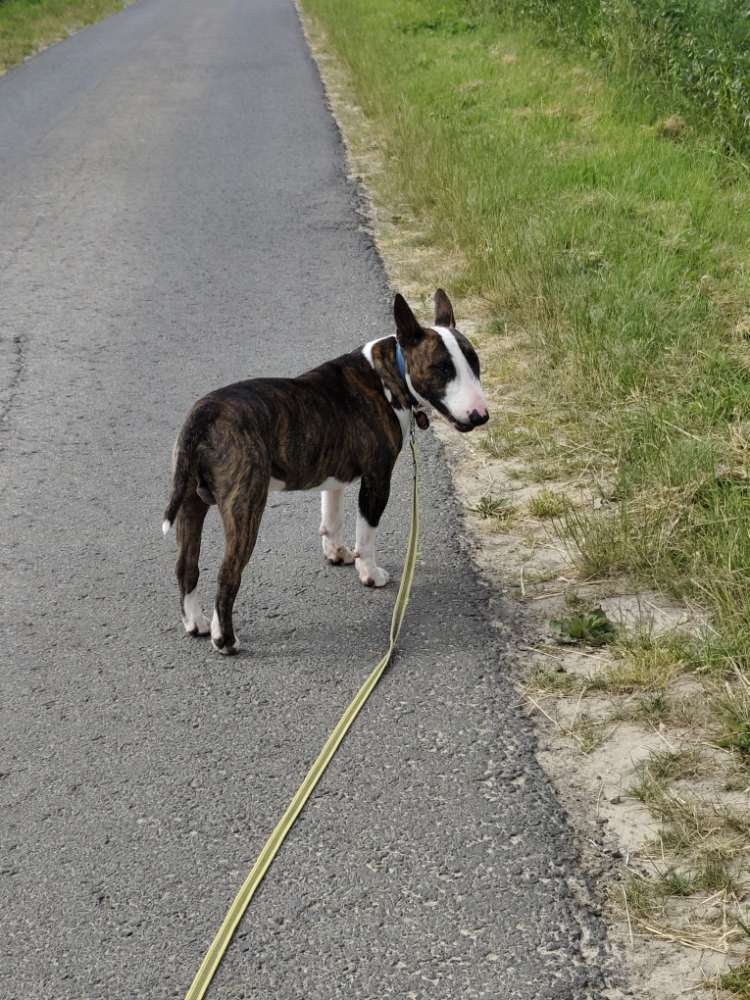 Hundetreffen-Gemeinsame Gassi/Spielrunde-Profilbild