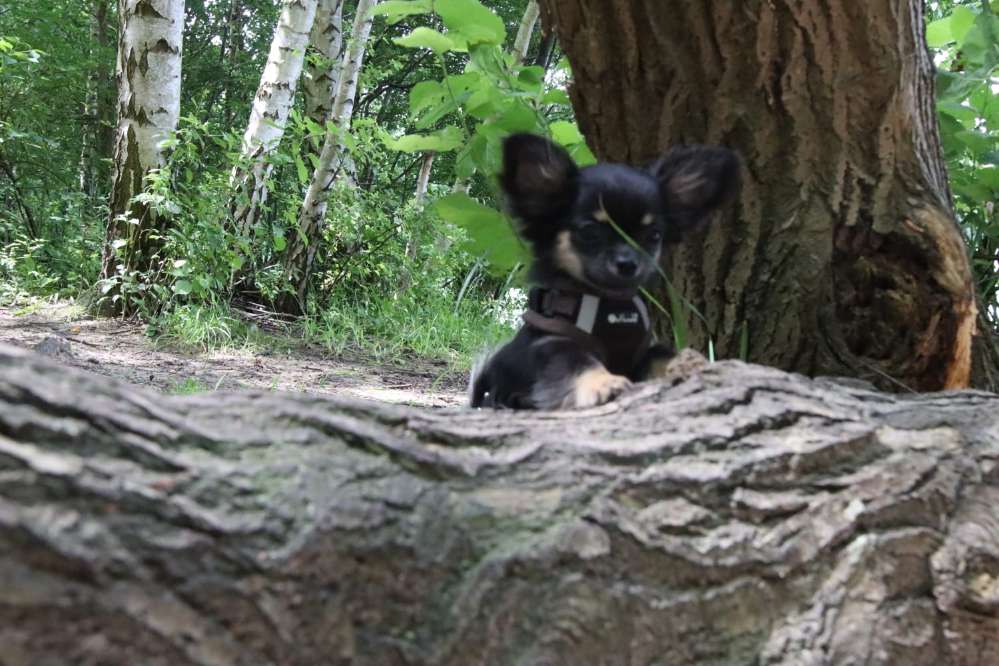 Hundetreffen-Treffen mit kleinen Hunden / Sozialkontakte knüpfen.-Profilbild