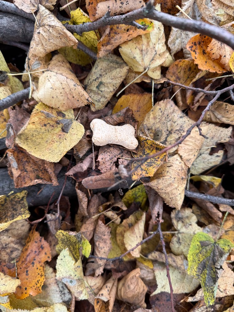 Giftköder-Ausgelegte Leckerchen, Friedhof Schüren-Profilbild