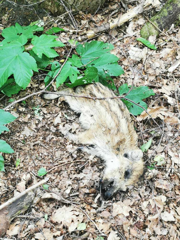 Giftköder-Frischlingskadaver-Profilbild