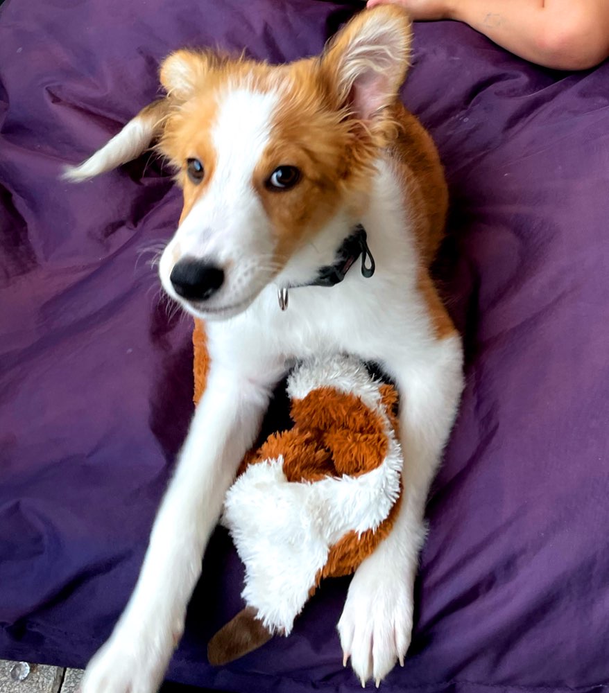 Hundetreffen-Hunde-Spielrunde 🐶-Profilbild