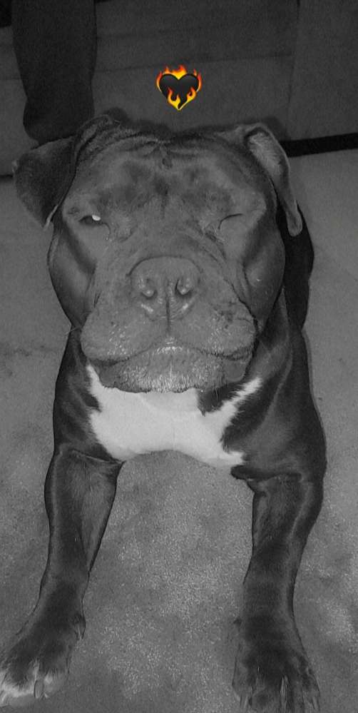 Hundetreffen-Spazieren und Spielen 🥰-Profilbild