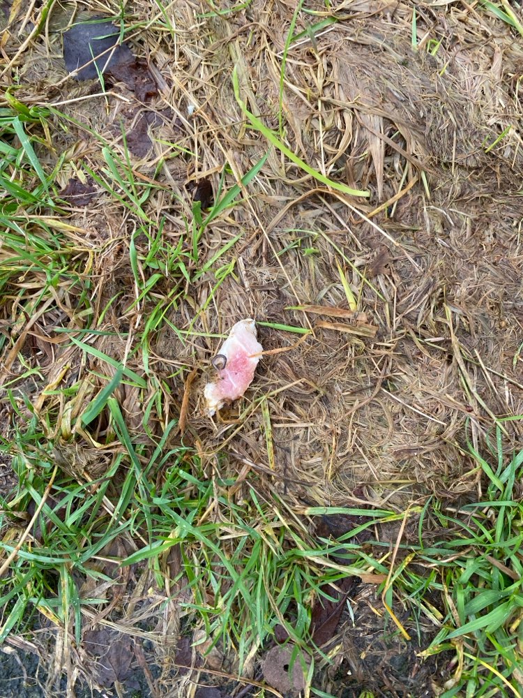 Giftköder-Fleischstück-Profilbild