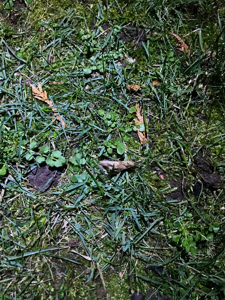 Giftköder-Hühner Knochen-Profilbild